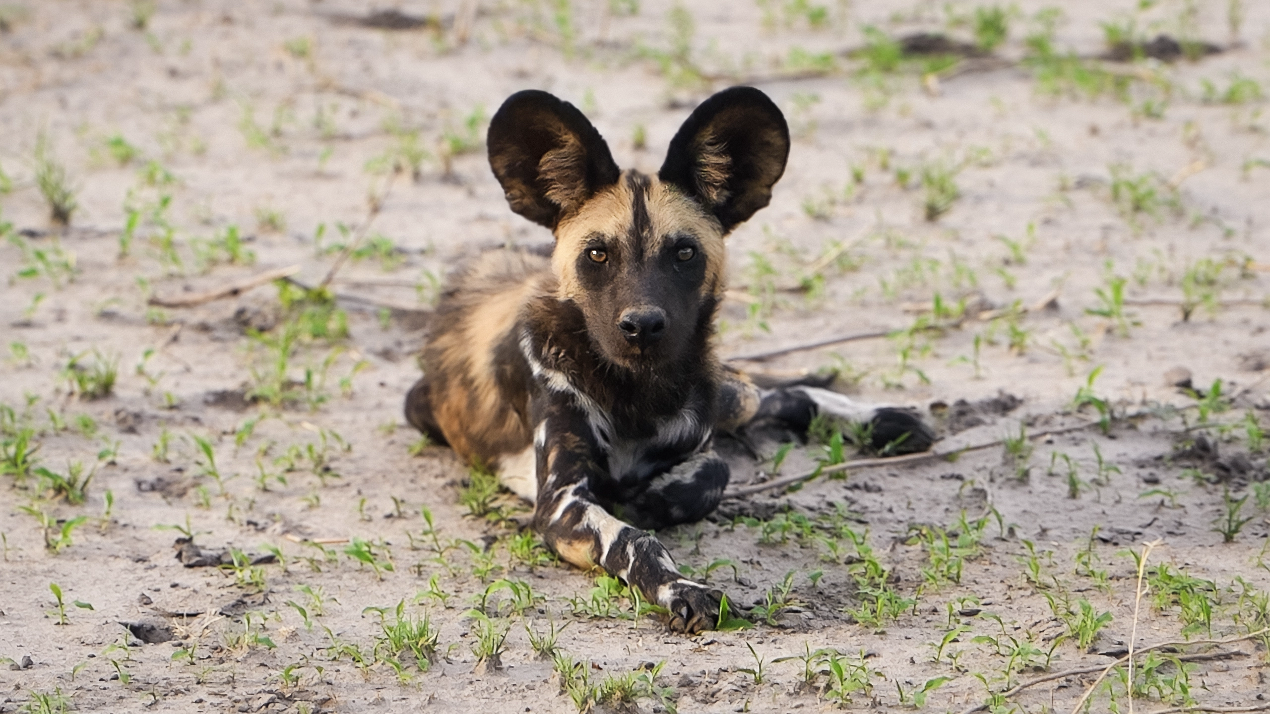 An African wild dog lying down on the sandy ground with sparse patches of grass