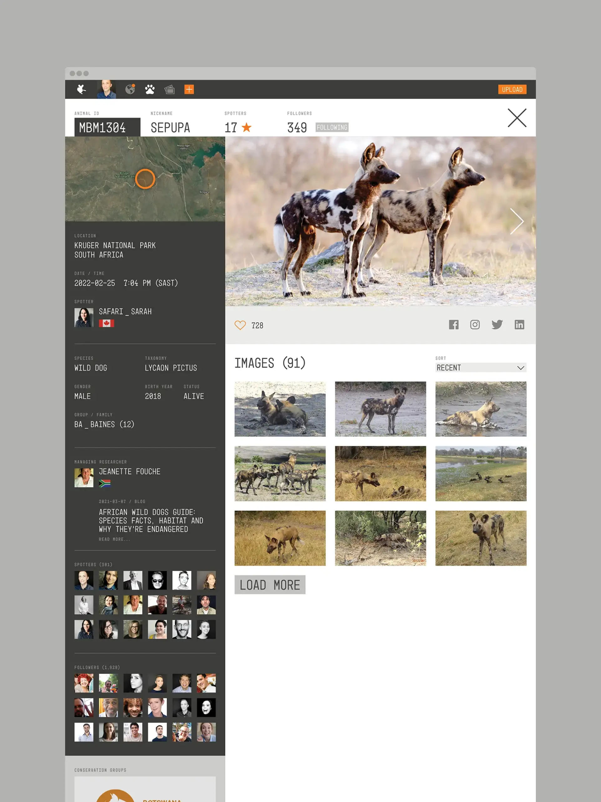 Animal identifcation page for the African Carnivore Wildbook with information about Sepupa, an African wild dog