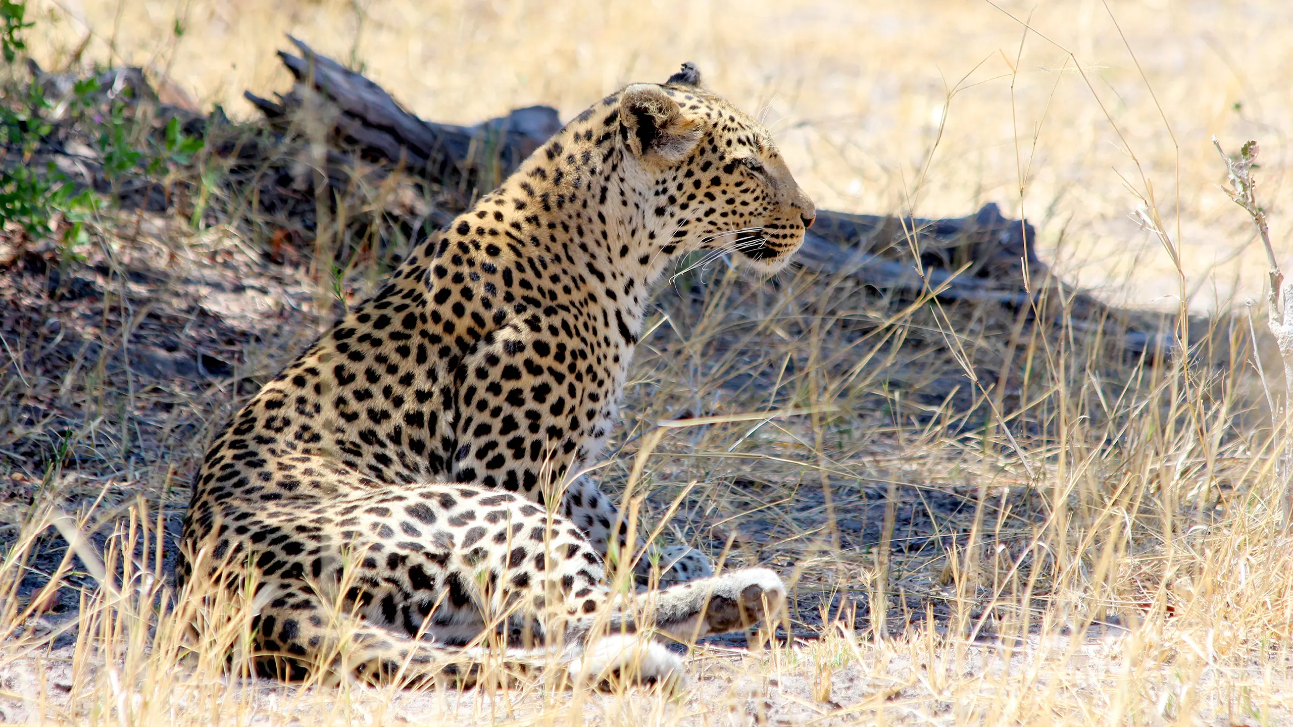 A leopard lying on the ground near a shady tree