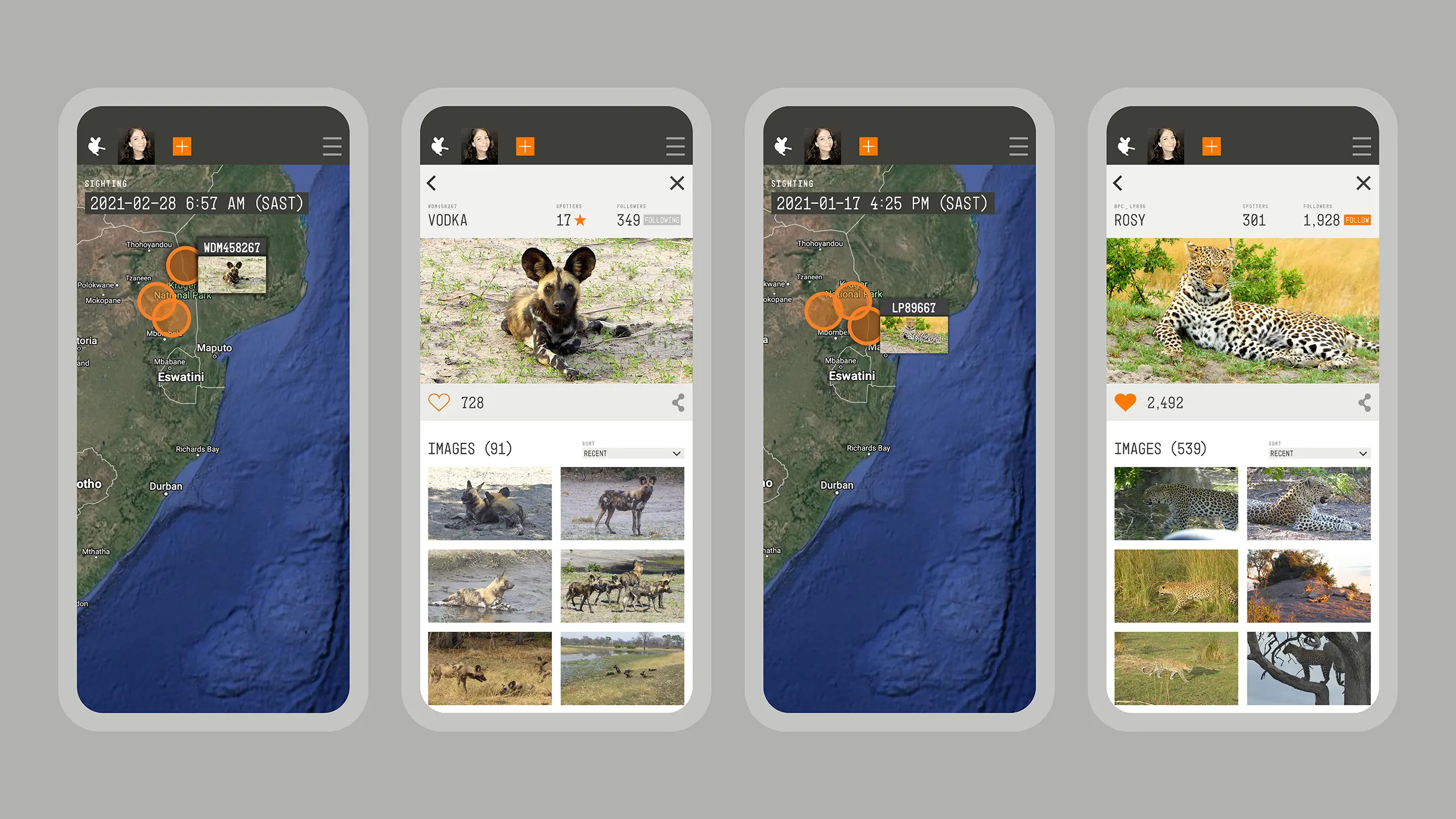 Mobile app screens of the African Carnivore Wildbook with the tracking of an African wild dog and a leopard